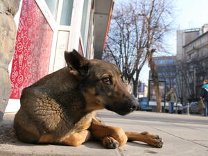 Новият софийски приют за кучета отваря врати наесен