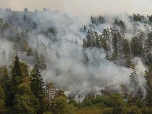 Подпомагат собствениците на гори, пострадали при пожари