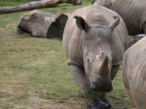 "Сотбис" спира продажбата на предмети, изработени от рог на носорог 
