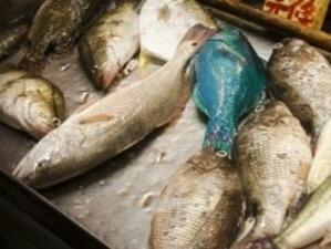 Евтина вносна риба - изборът на хората за Никулден