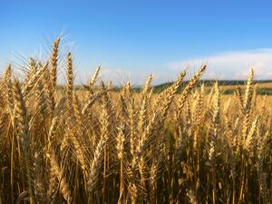 Износът на пшеница и слънчоглед се свива рязко