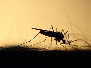 Предупреждават туристите в Гърция за комари и западнонилска треска