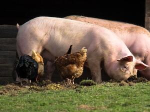 Министър Танева предлага до 3 прасета за угояване в личните стопанства
