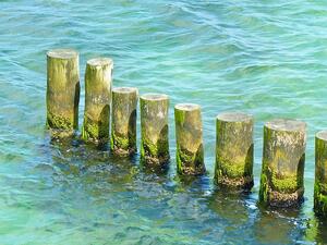 От десетилетия потенциално смъртоносни зелени водорасли се натрупват в заливи