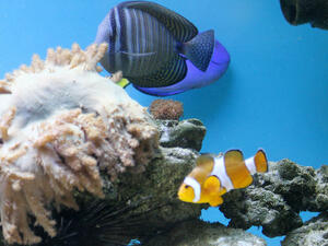 Малкият Немо плува в морския аквариум