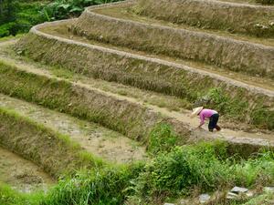 Доходите на китайските земеделци растат стабилно от началото на годината