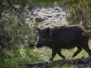 Десетки нови случаи на африканска чума по дивите свине
