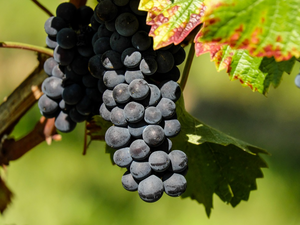 От 4 май започва прием на заявления за застраховане на реколтата за производителите на винено грозде