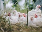 От бранща искат затвор за причинителите на птичи грип от малките дворове