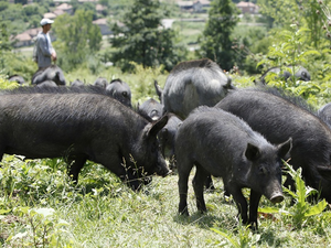 Има риск от пълно изчезване на Източнобалканска свиня заради чумата
