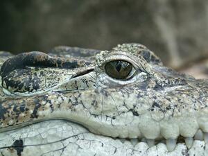Мъж в Руанда избяга от карантината и го изяде крокодил
