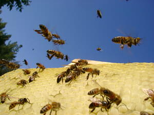 Програмата по пчеларство е усвоила 82% от бюджета за 2012 г.