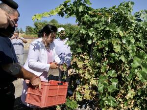 Министър Танева: За първи път тази година гроздопроизводителите получиха директна подкрепа