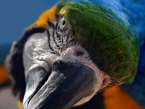Ругаещи папагали станаха атракция за туристите в британски зоопарк