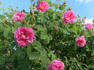Поне 40% от нивите с маслодайна роза остават необрани