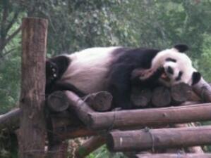 В Китай строят първата в света болница за панди