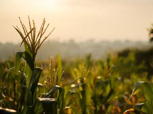 Очаква се засилен внос на украинска царевица, родната залежава в складовете