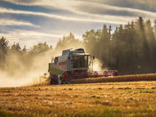 Агроминистерството прогнозира 530 кг/дка среден добив при пшеницата
