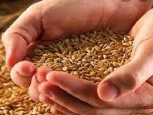 Безконтролният внос на украинско зърно изкарва на протест фермерите