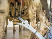 България внася ударно мляко и млечни продукти от Румъния