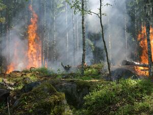Частично бедствено положение в общините Любимец и Харманли заради пожарите