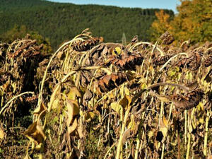 Загубите при слънчогледа и царевицата са за 160 млн. лв.