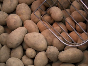 Заловени са 1000 тона заразени картофи
