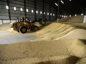 Над 4.38 млн.т пшеница има по складовете в страната