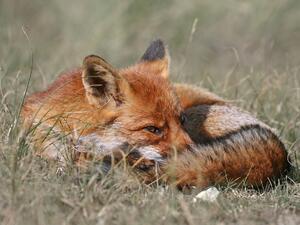 Властите искат от ловците съдействие при есенната ваксинация на лисиците срещу бяс