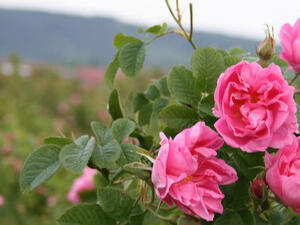 Площите с розови насаждения у нас са над 50 хил. декара