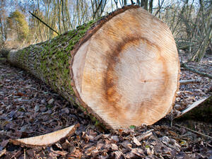 100 кубика дърва са доставени на най-засегнатите от труса в Перник