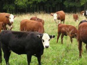 47% от кравето мляко покрива европейските стандарти