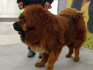 Червен тибетски мастиф е най-скъпото куче в света