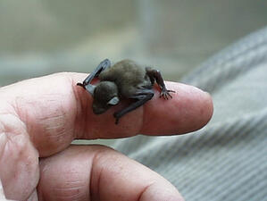 Вижте най-миниатюрния бозайник в света (снимки)