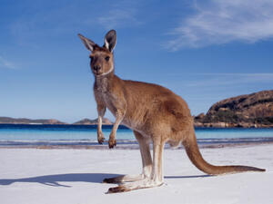 7 причини да отидем на екскурзия в Австралия