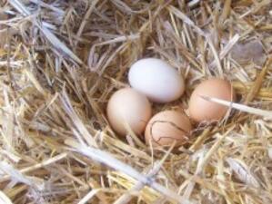 Над 67 000 яйца са иззети в Кюстендил