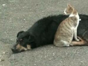 Кучетата и котките в Бургас болни от смъртоносна болест