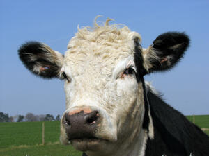 Няма да затварят ферми, неотговарящи на европейските изисквания за качествено мляко
