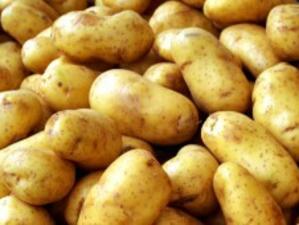 Няма повишено търсене на семена за картофи