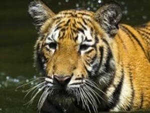 Броят на тигрите в Индия се е увеличил от десетилетия