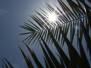 Варненските палми струват 400 хил. лв. на година
