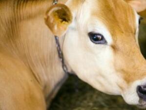 143 крави с положителни проби за шап в Бургаско