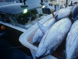 Над 68 000 кг риба са произведени в Ловешко през 2010 г.