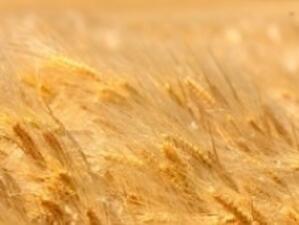 Производството на царевица за зърно се увеличава