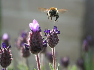 Страната ни подкрепи забраната на вредните за пчелите пестициди