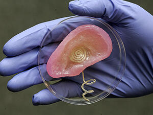 Създадоха 3D човешко ухо, което чува по-добре от истинско