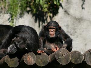 Колко струват снимки, направени от шимпанзе?