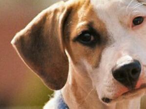 Общината ще издава безплатно паспорти на кучетата в София