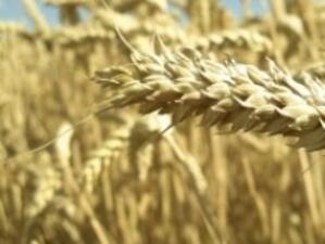 Повече пшеница е засята тази есен