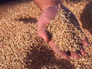 Провериха 111 зърнобази и хлебозаводи в Южна България